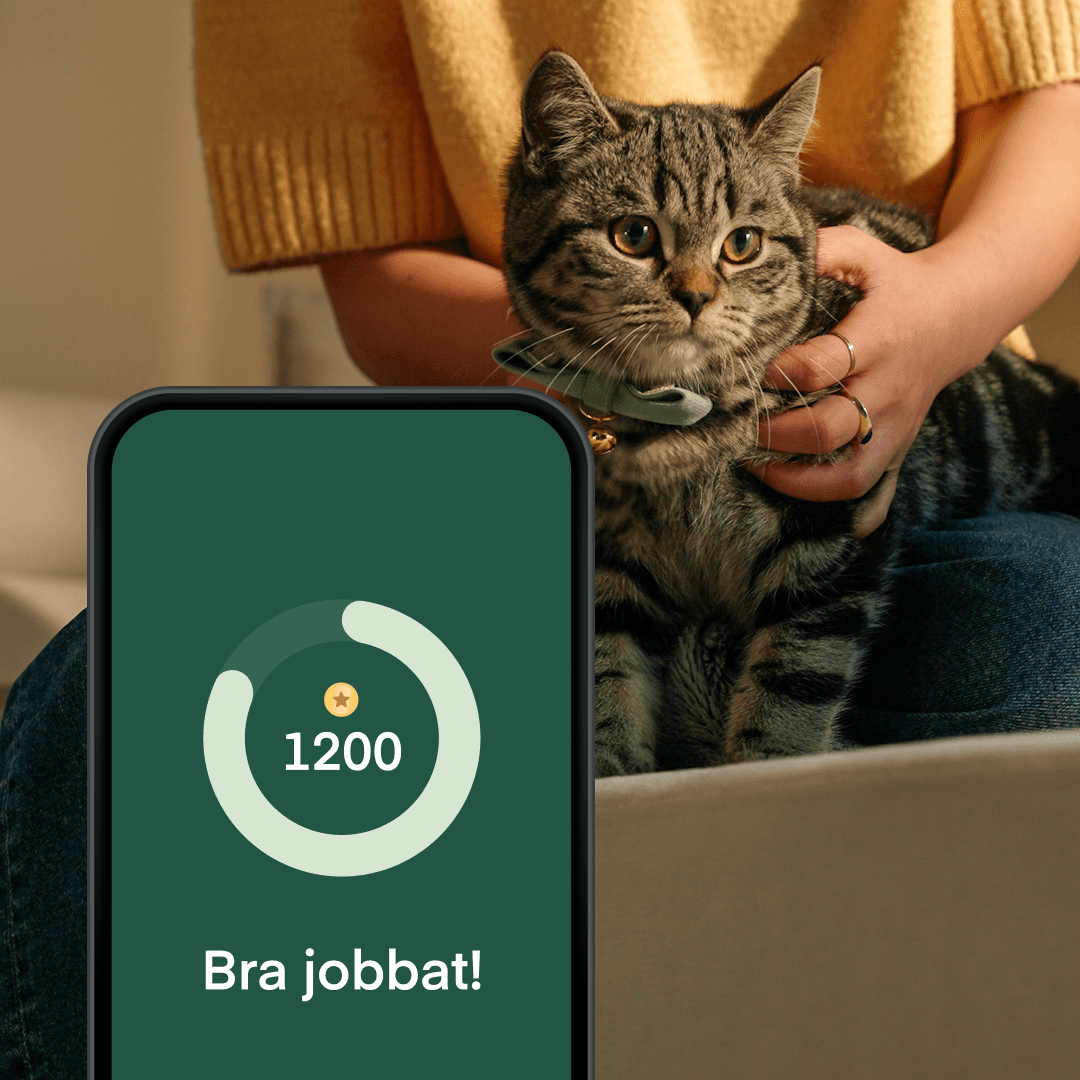Kitten points app