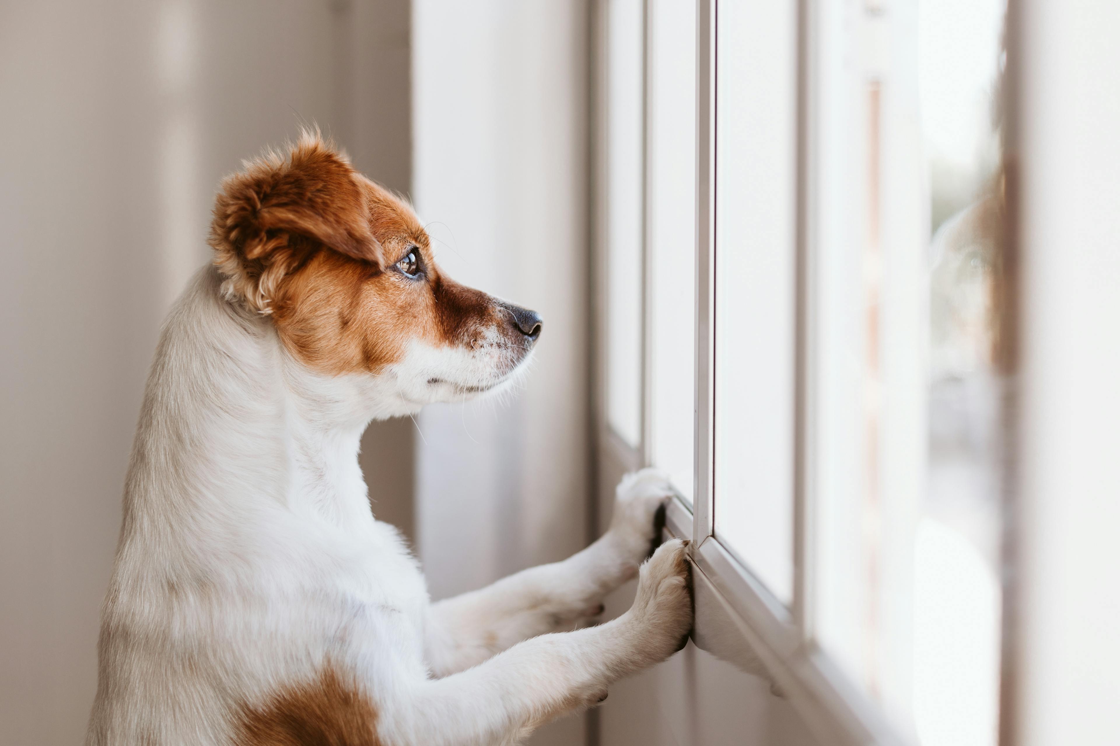 separationsångest hund