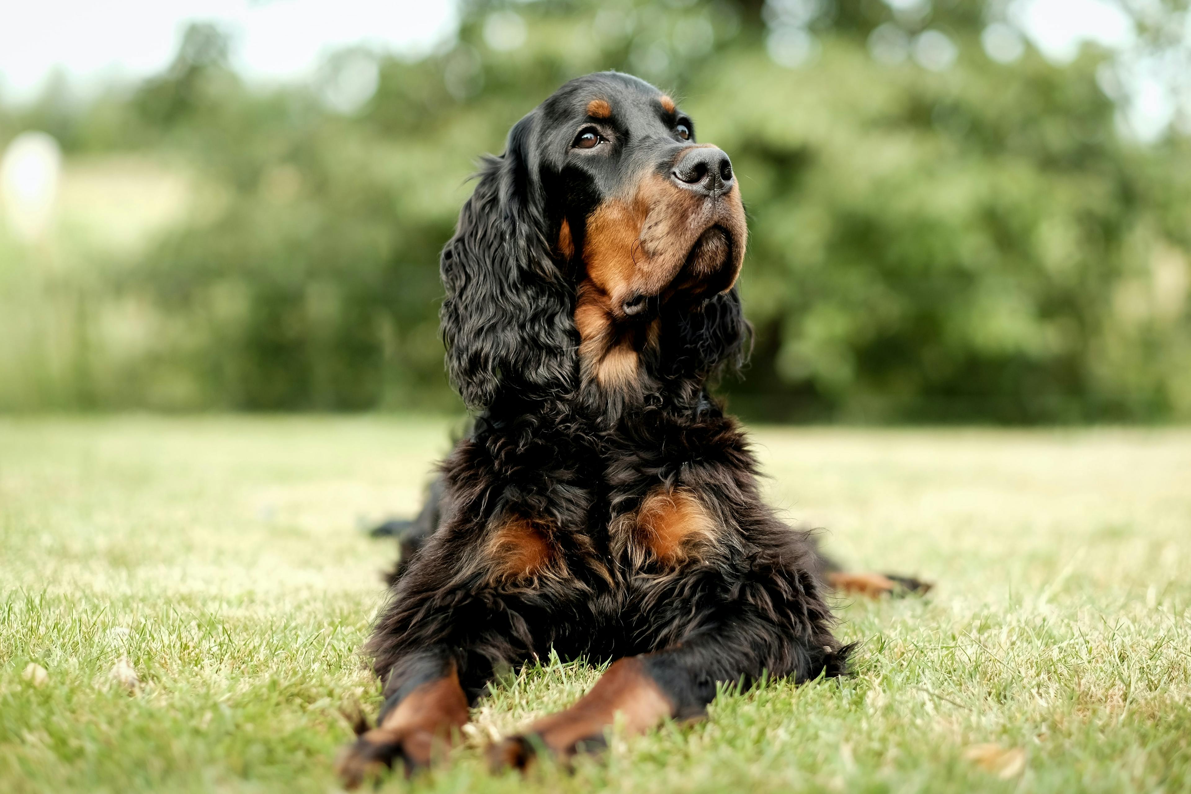 Cocker spaniel