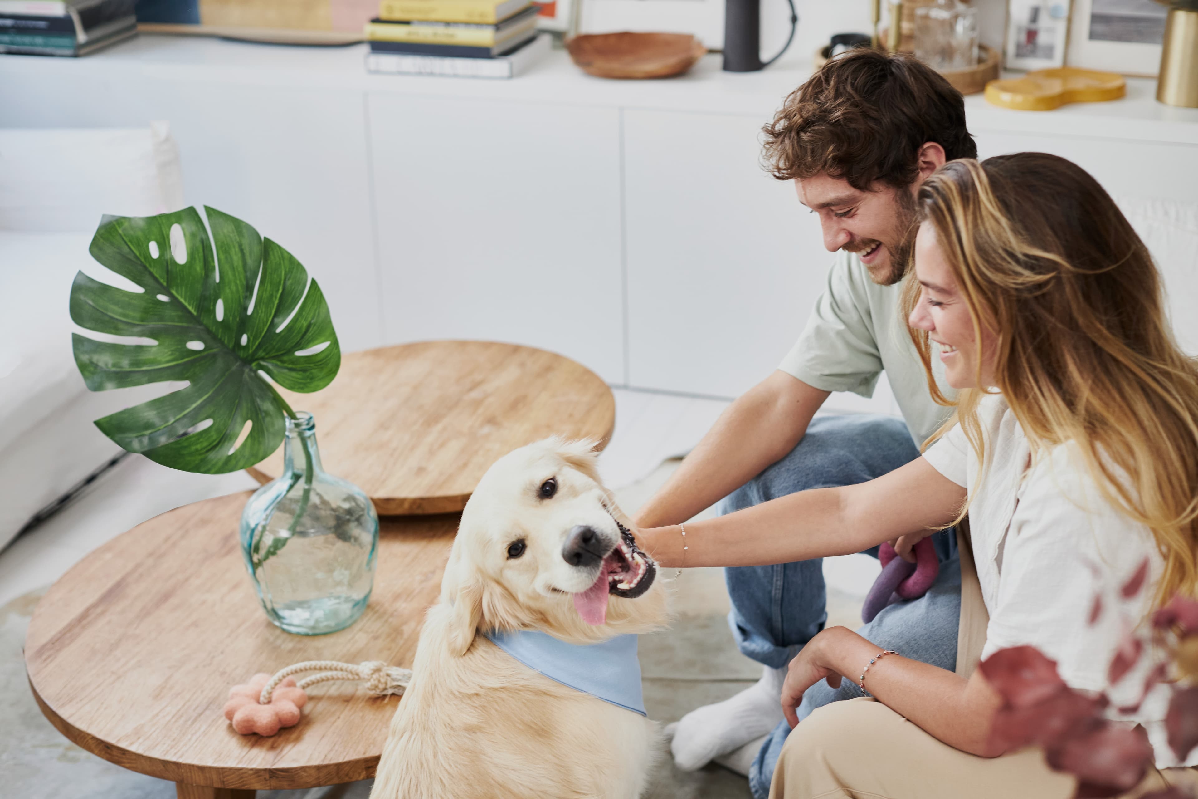 Lassie dog insurance