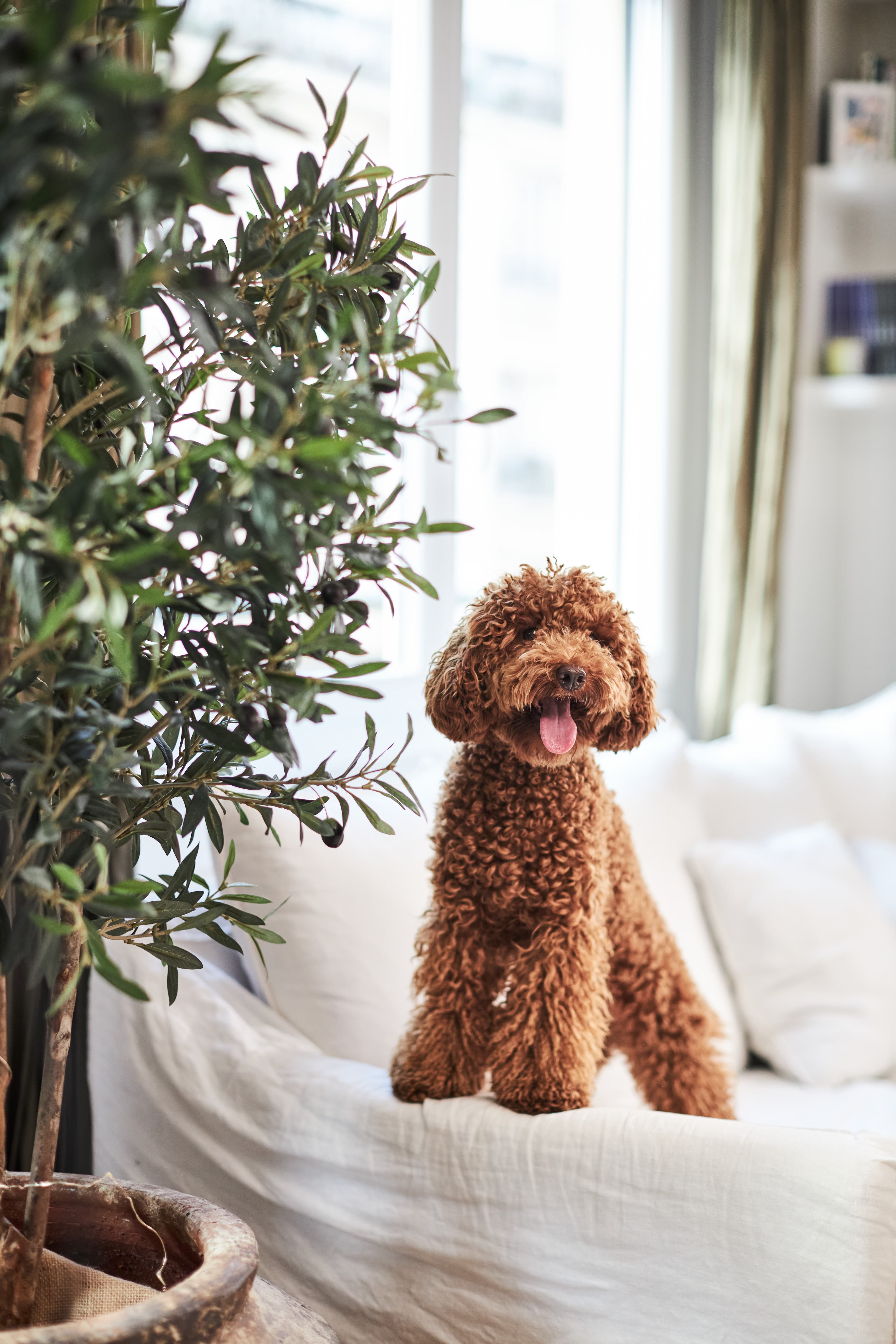 Depression hos katter