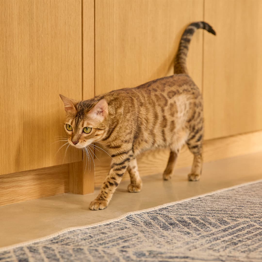 Cat new photoshoot 1