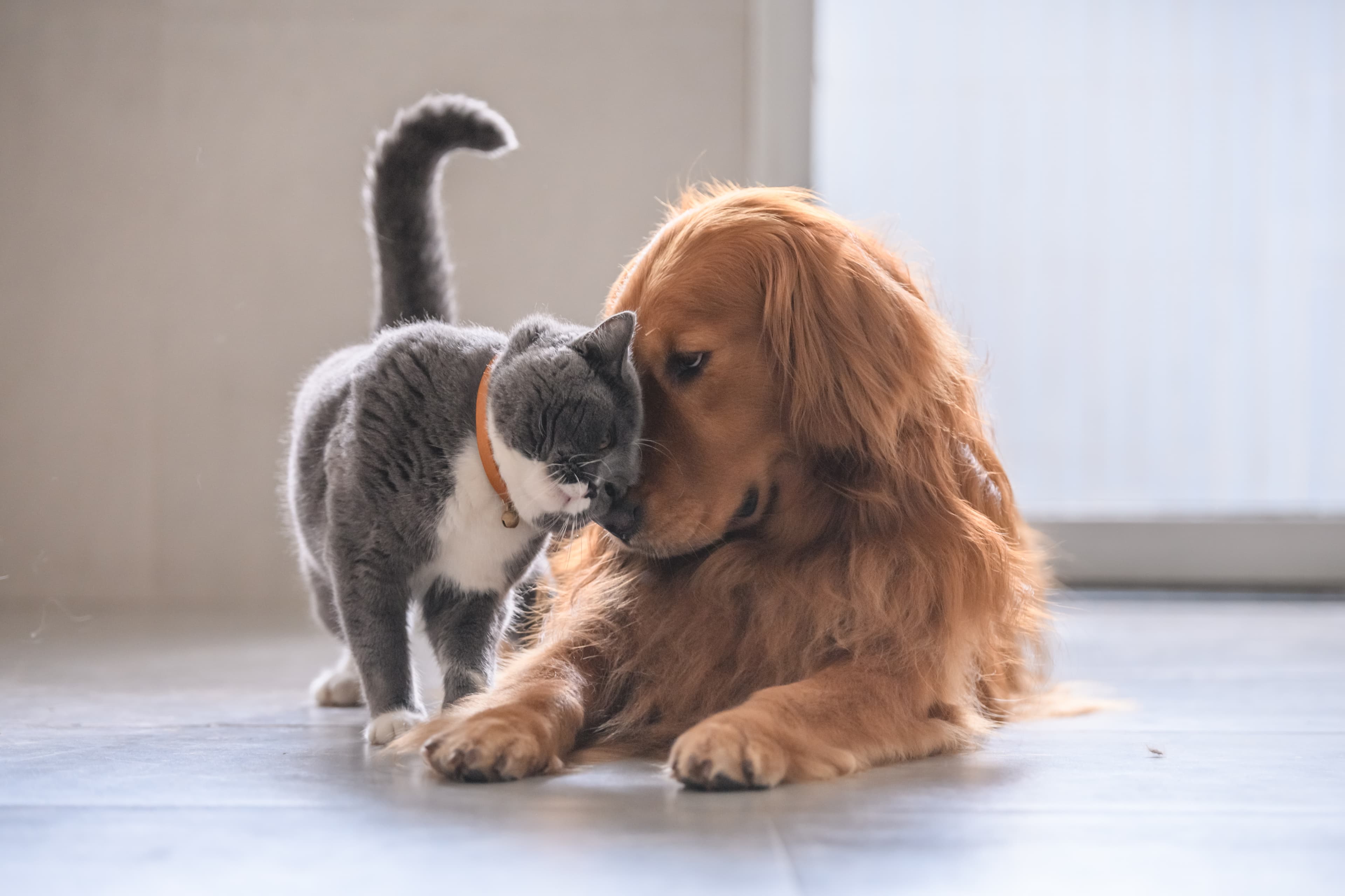 Cat and dog