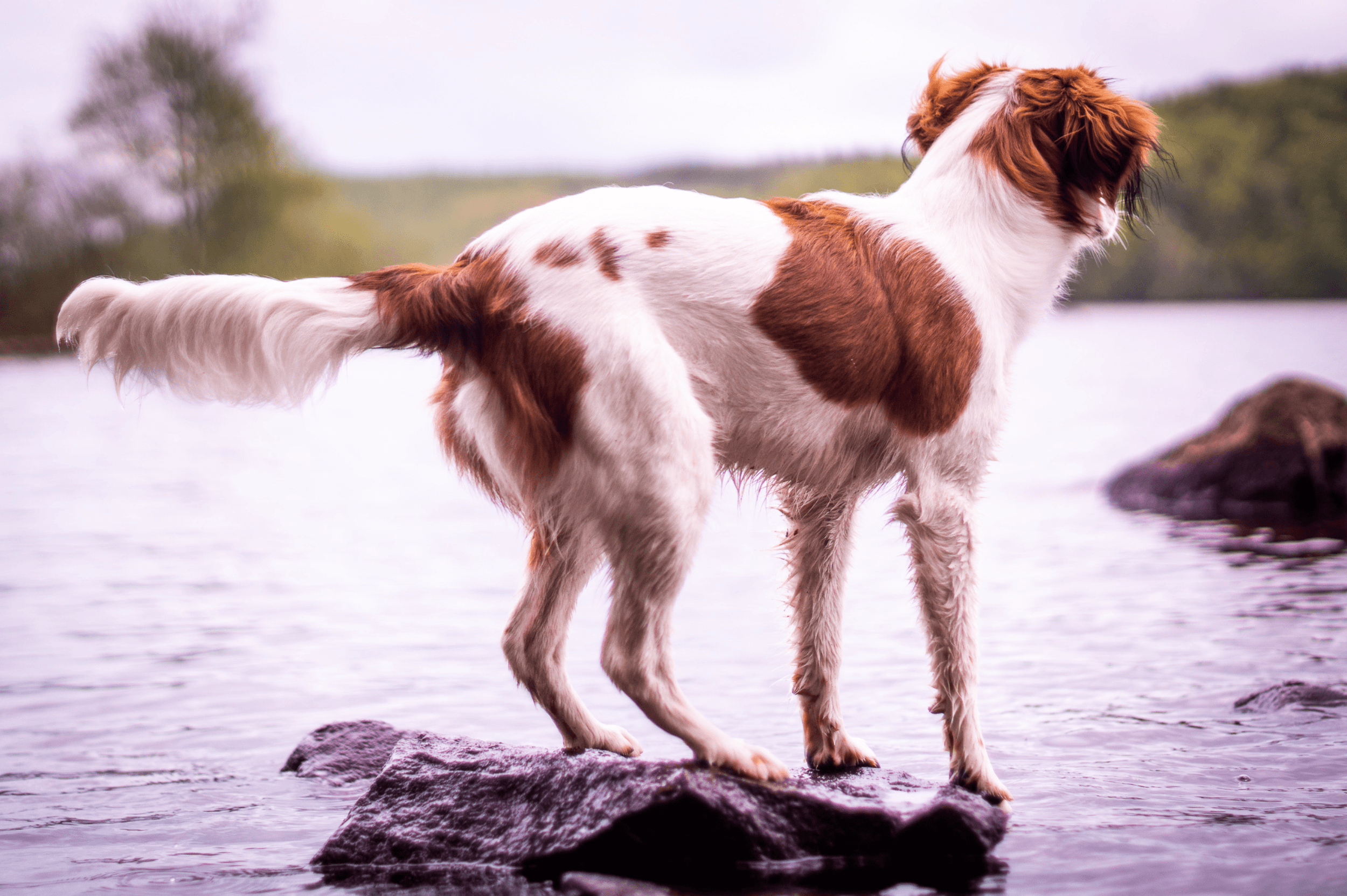Vit brun hund tittar ut mot vattnet