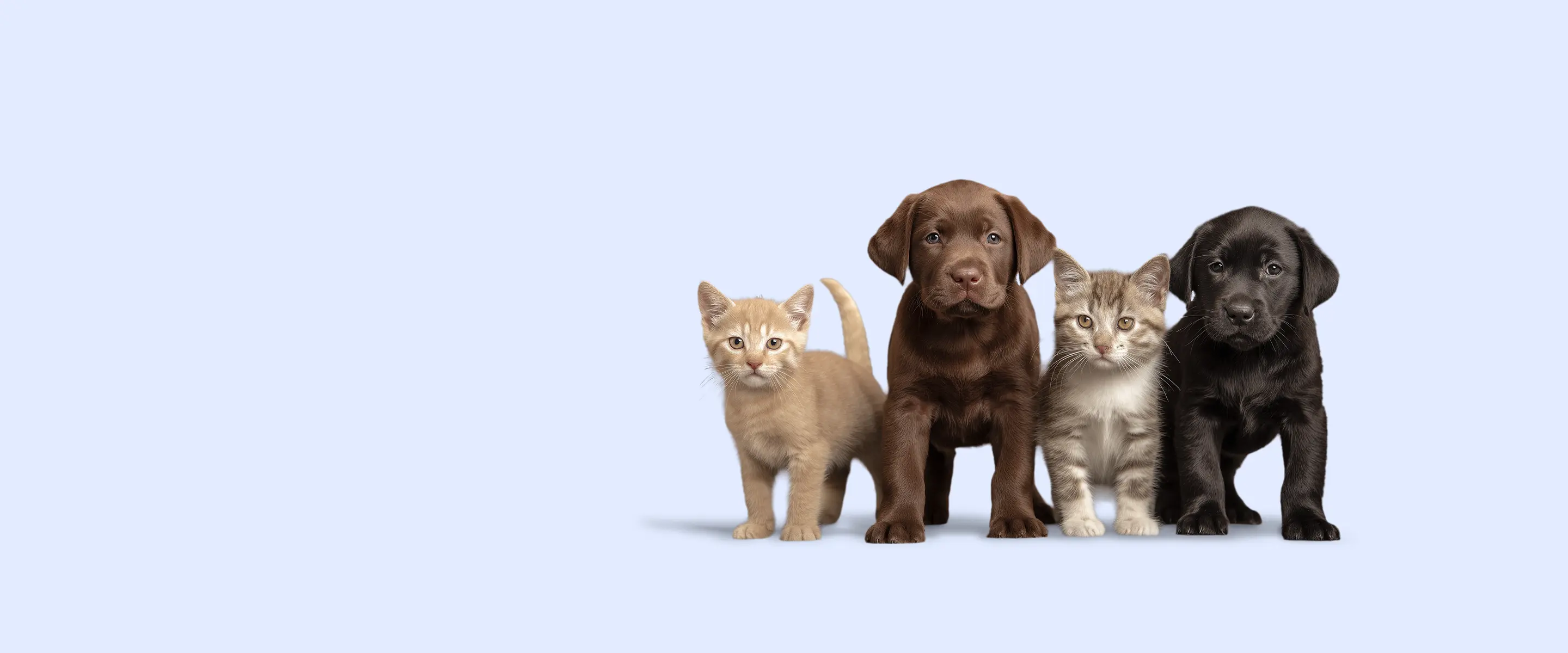 Swe: Breeder Hero desktop 2