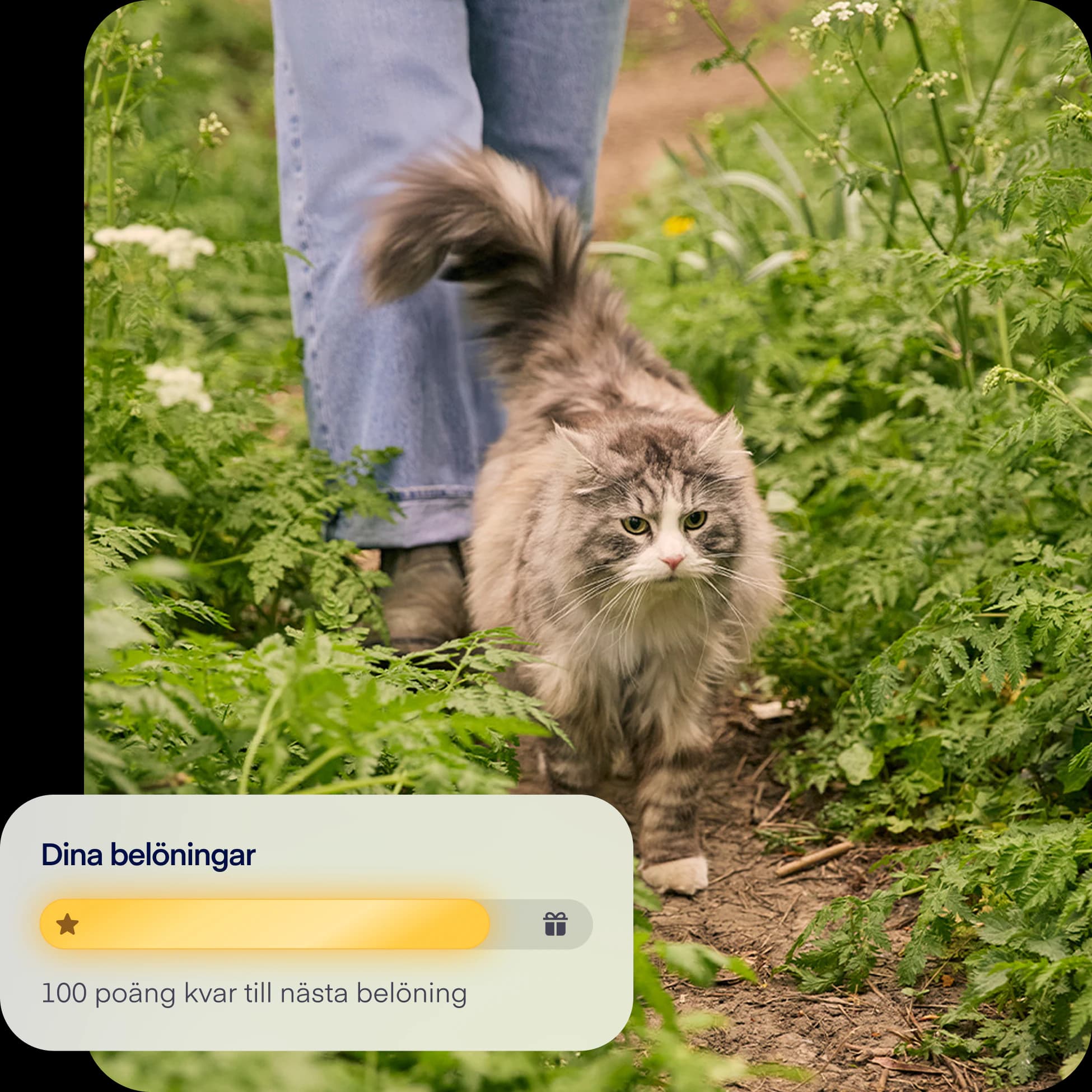 SE-NEW-photo-rewardoverlay-cat