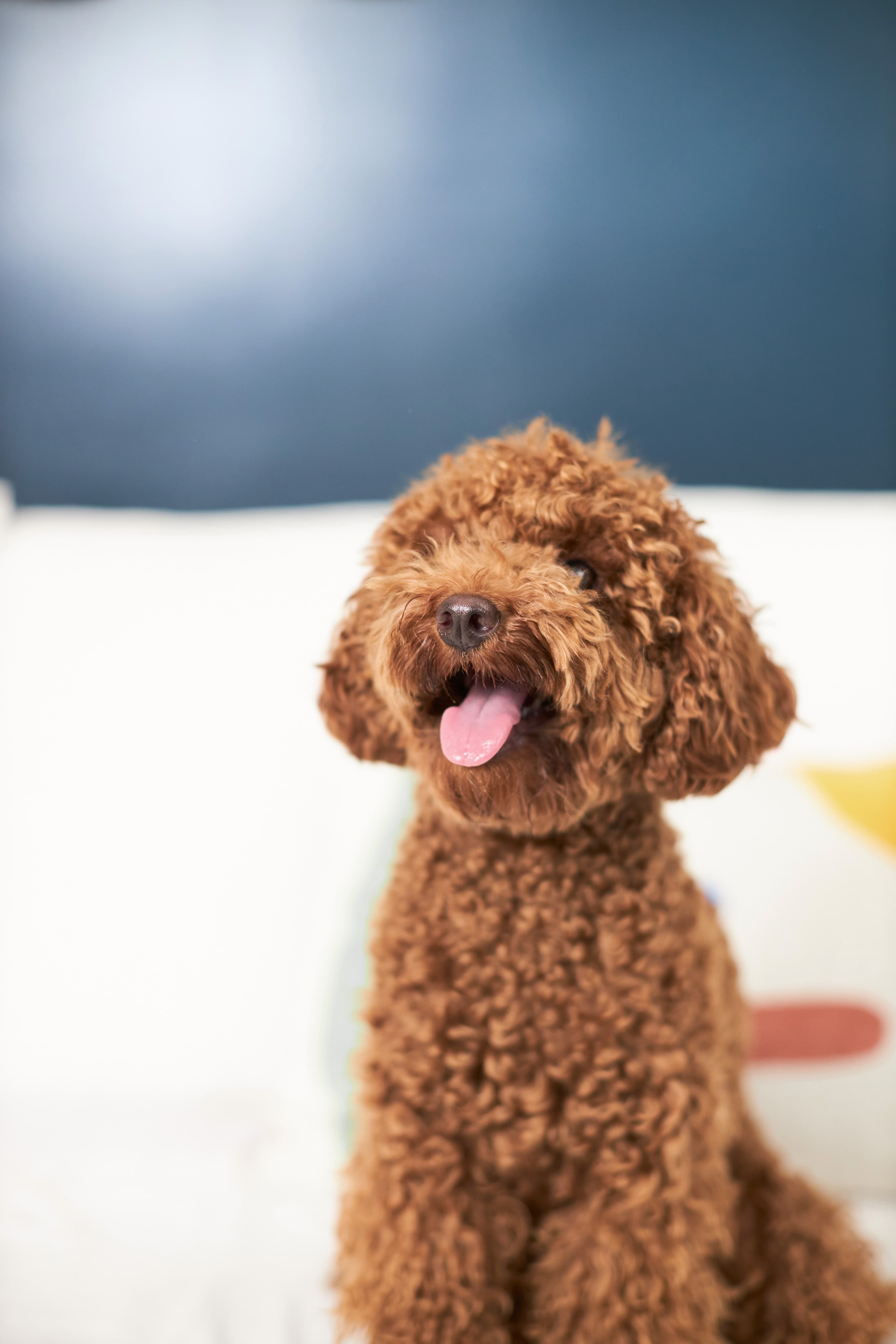 Two little puppies leaning against each other and peaking out from behind a wooden barrier.