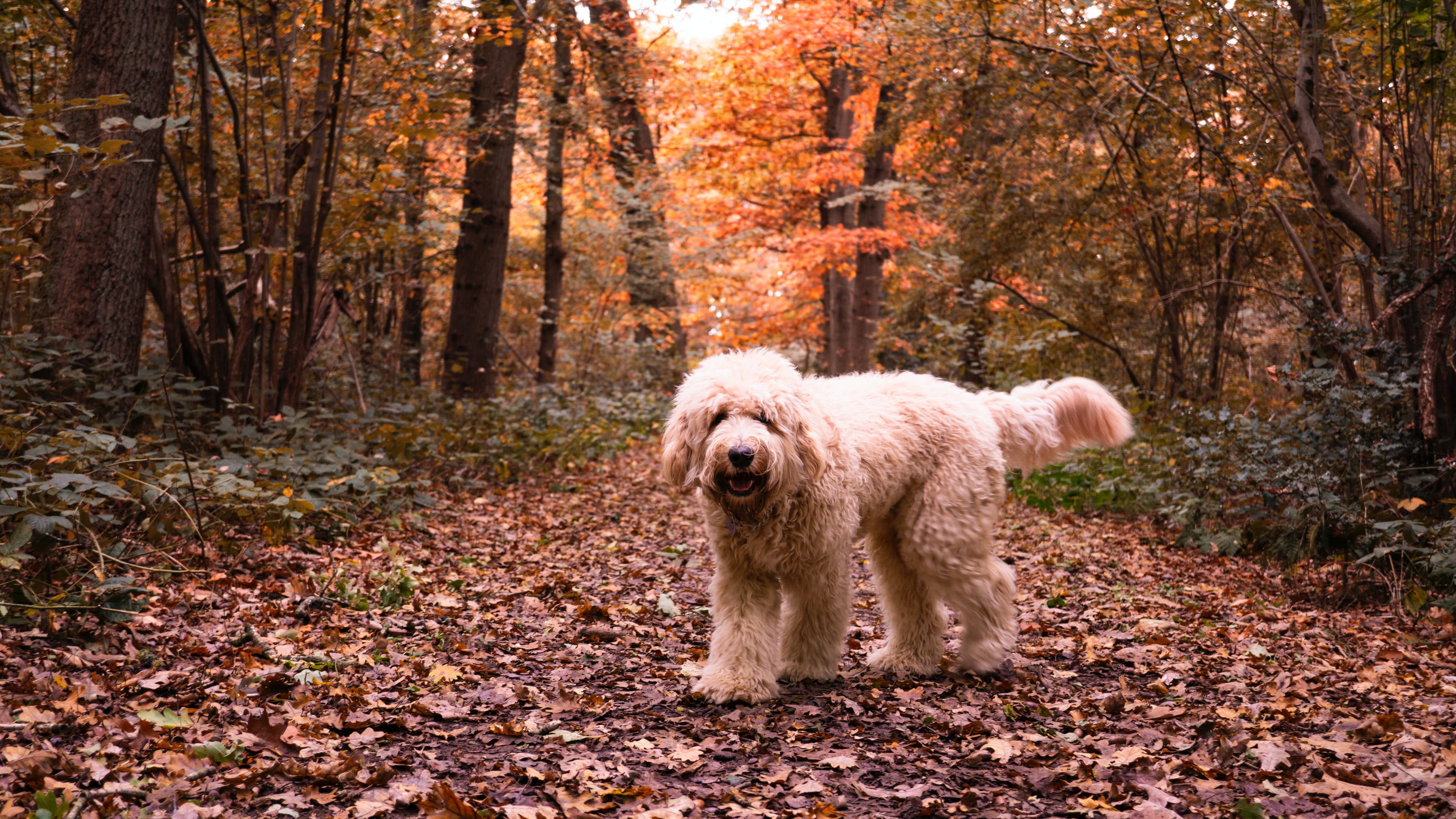 https://unsplash.com/s/photos/dog-in-forest
