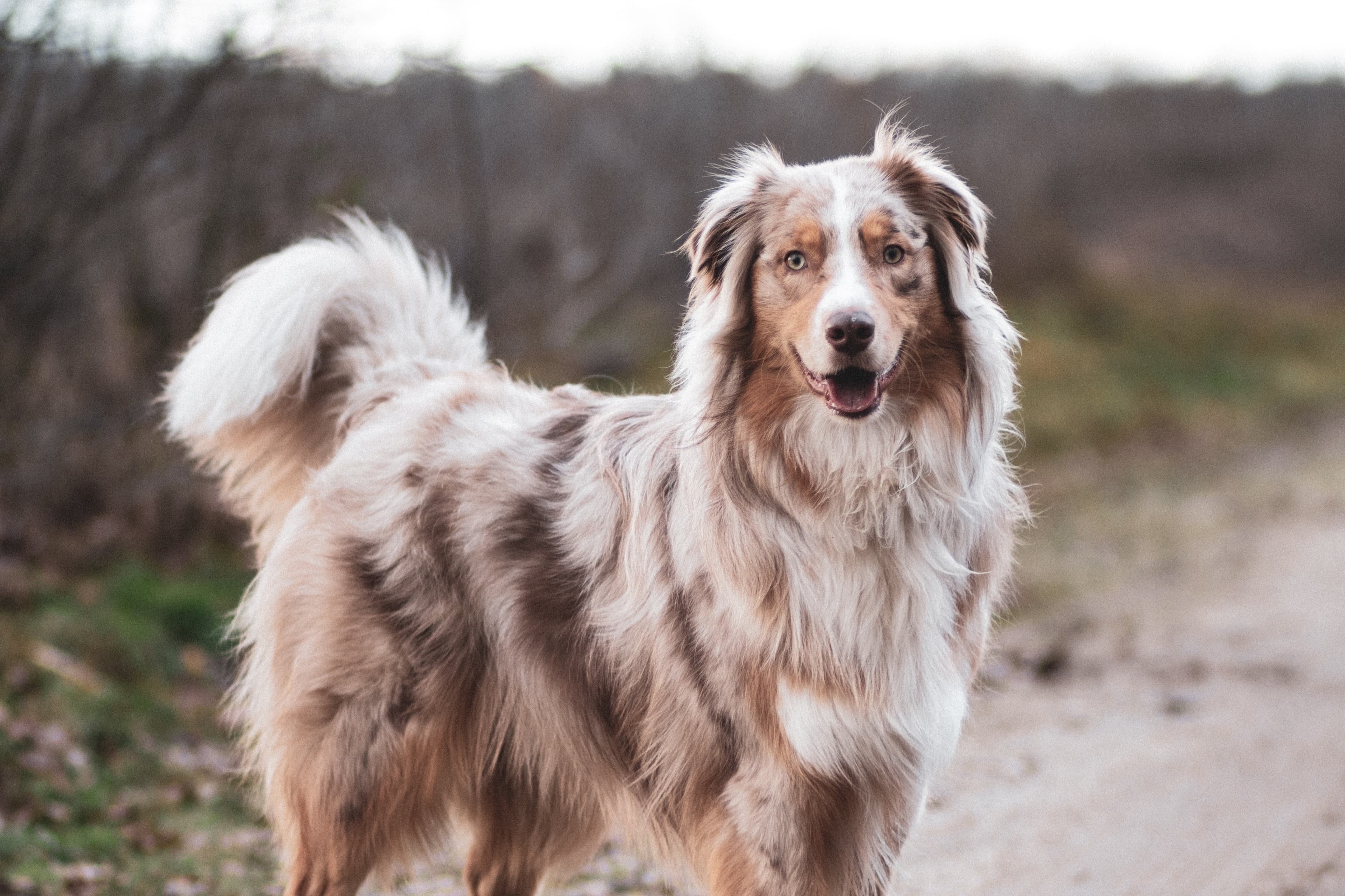 Slemmig avföring hos hund