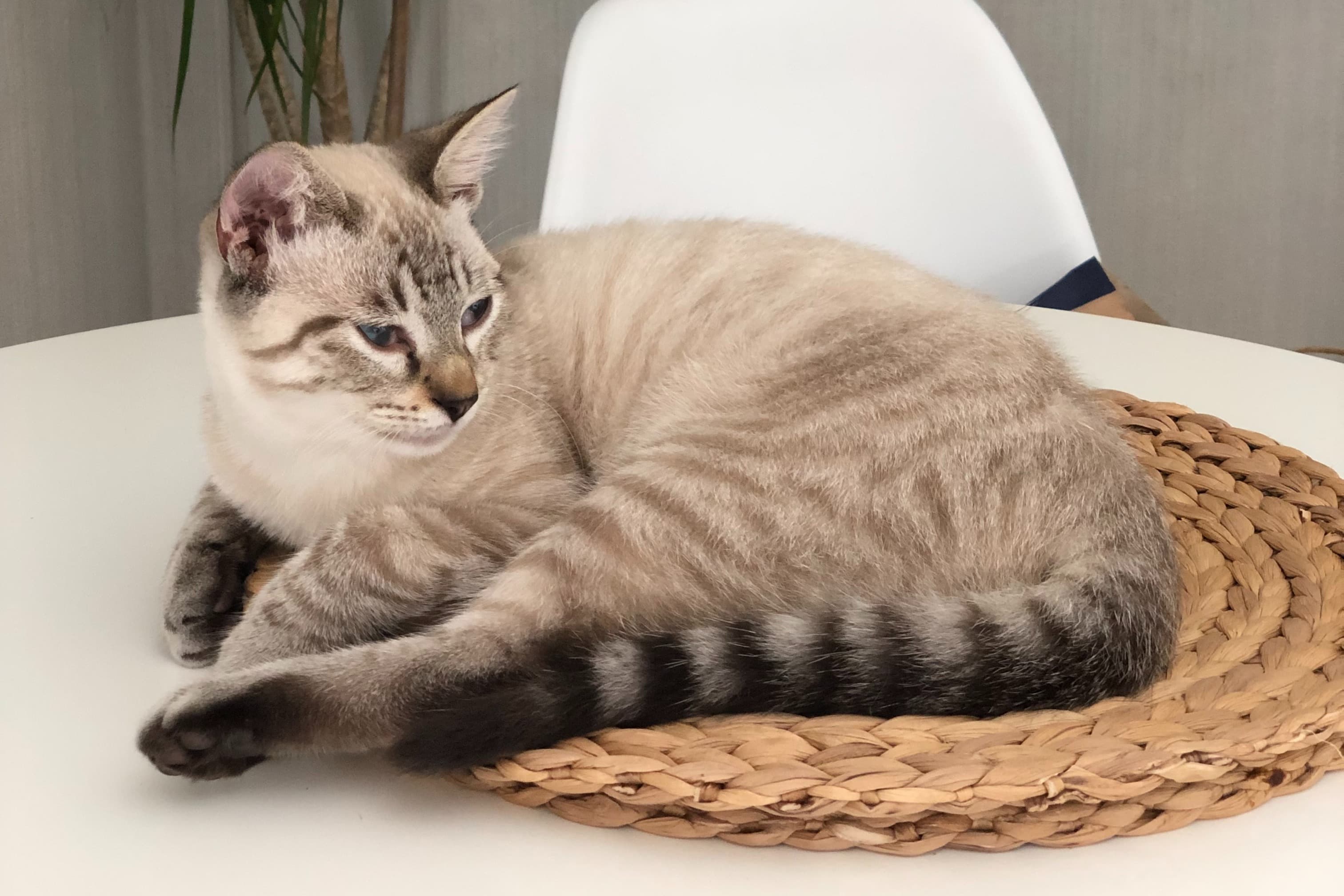 Katt pÄ bordet