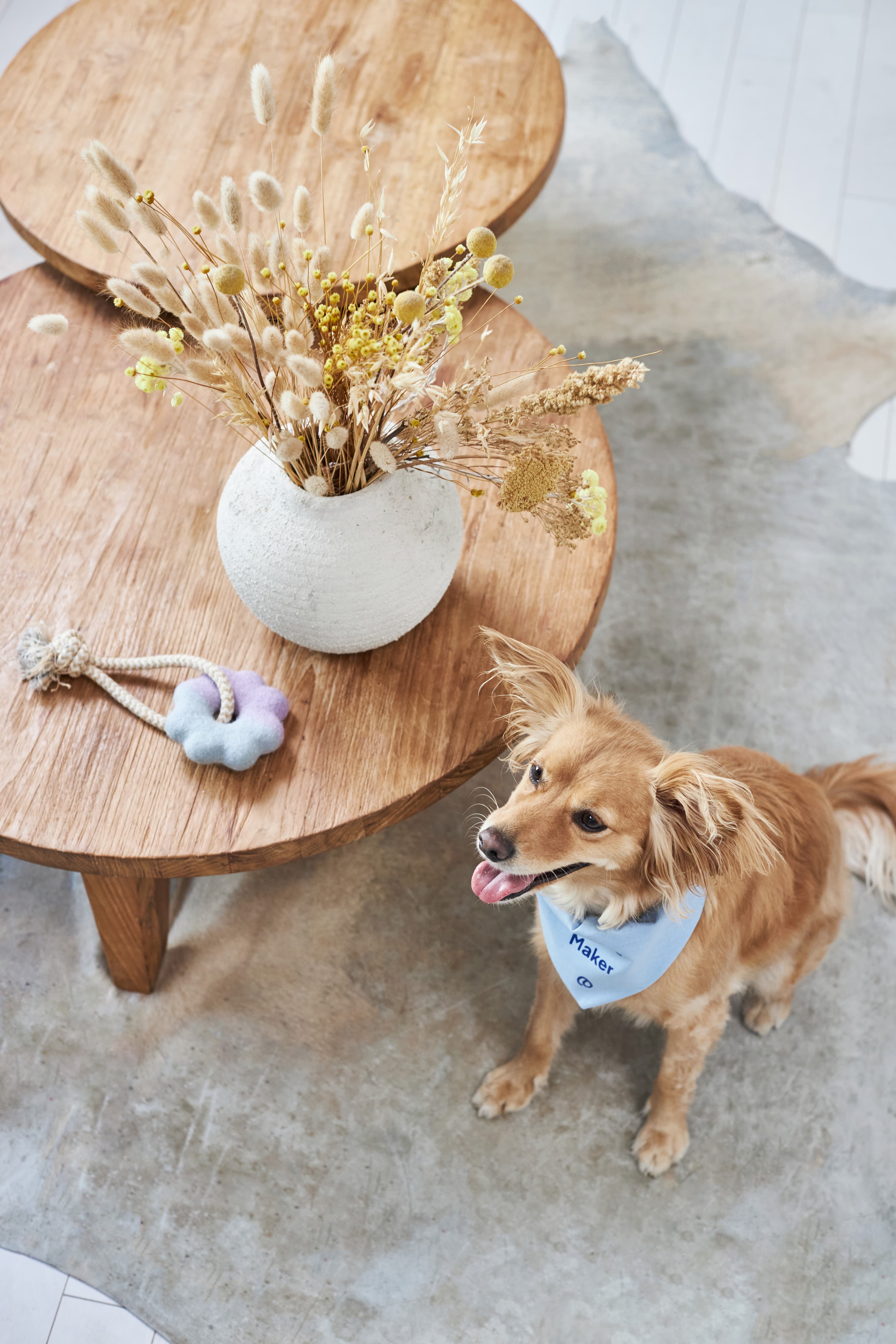 Katt hos veterinären